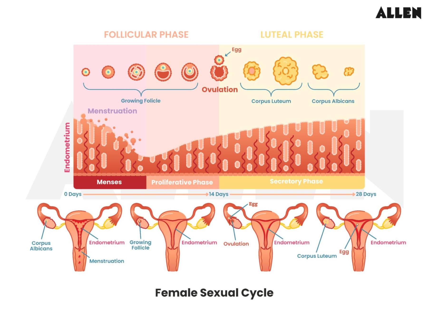 Image showing a Female's Sexual Cycle