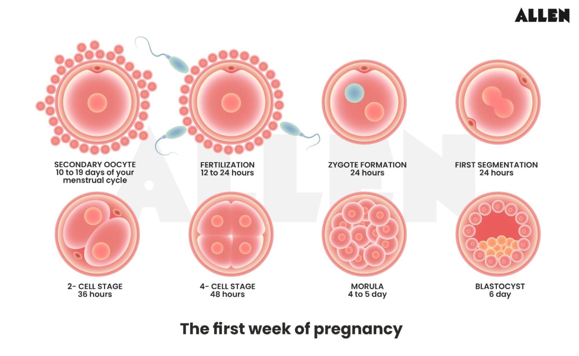 Image showing the development of embryo during the first week of pregnancy in an assisted reproductive technique