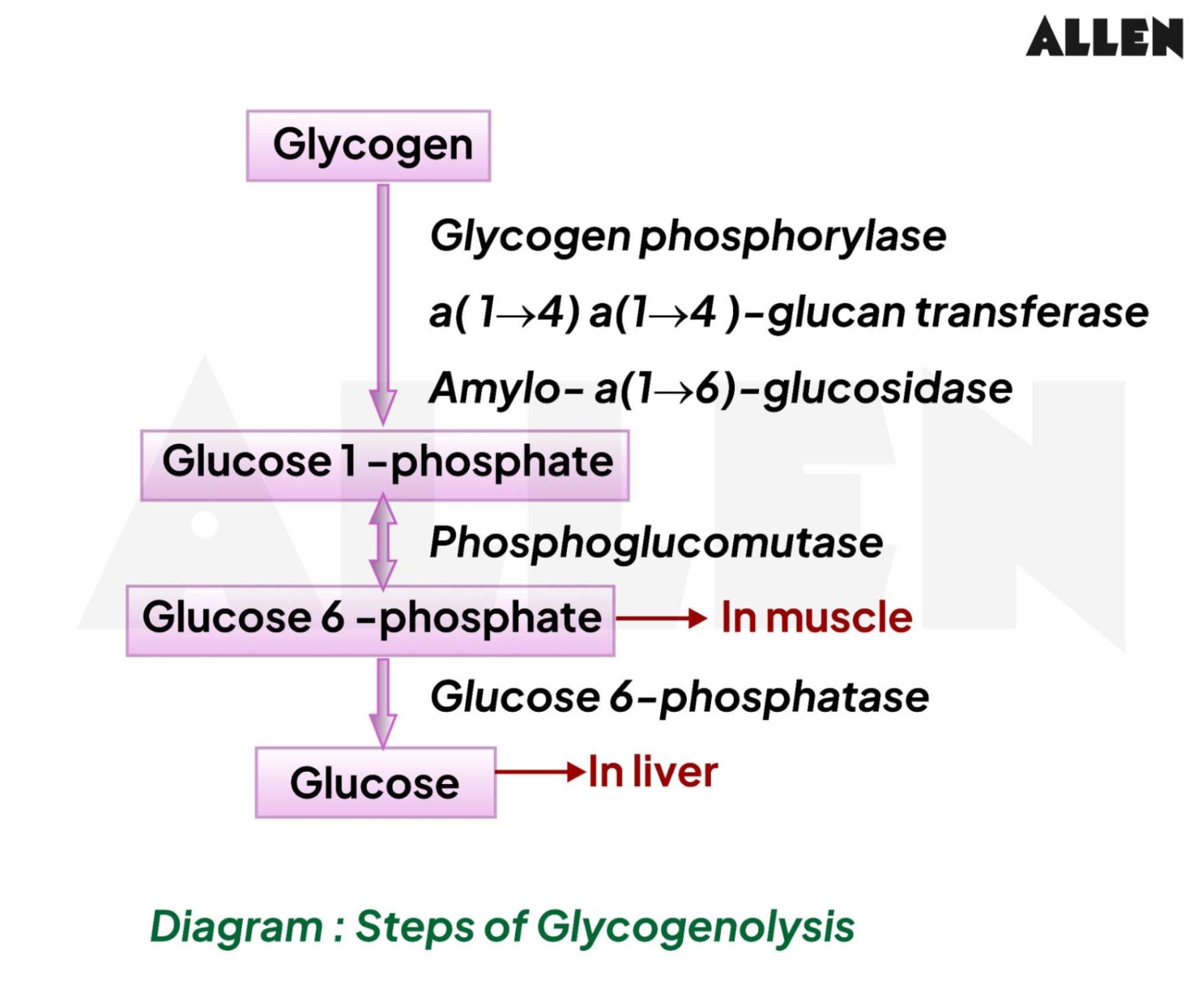 Image showing the steps involved in glycogenolysis
