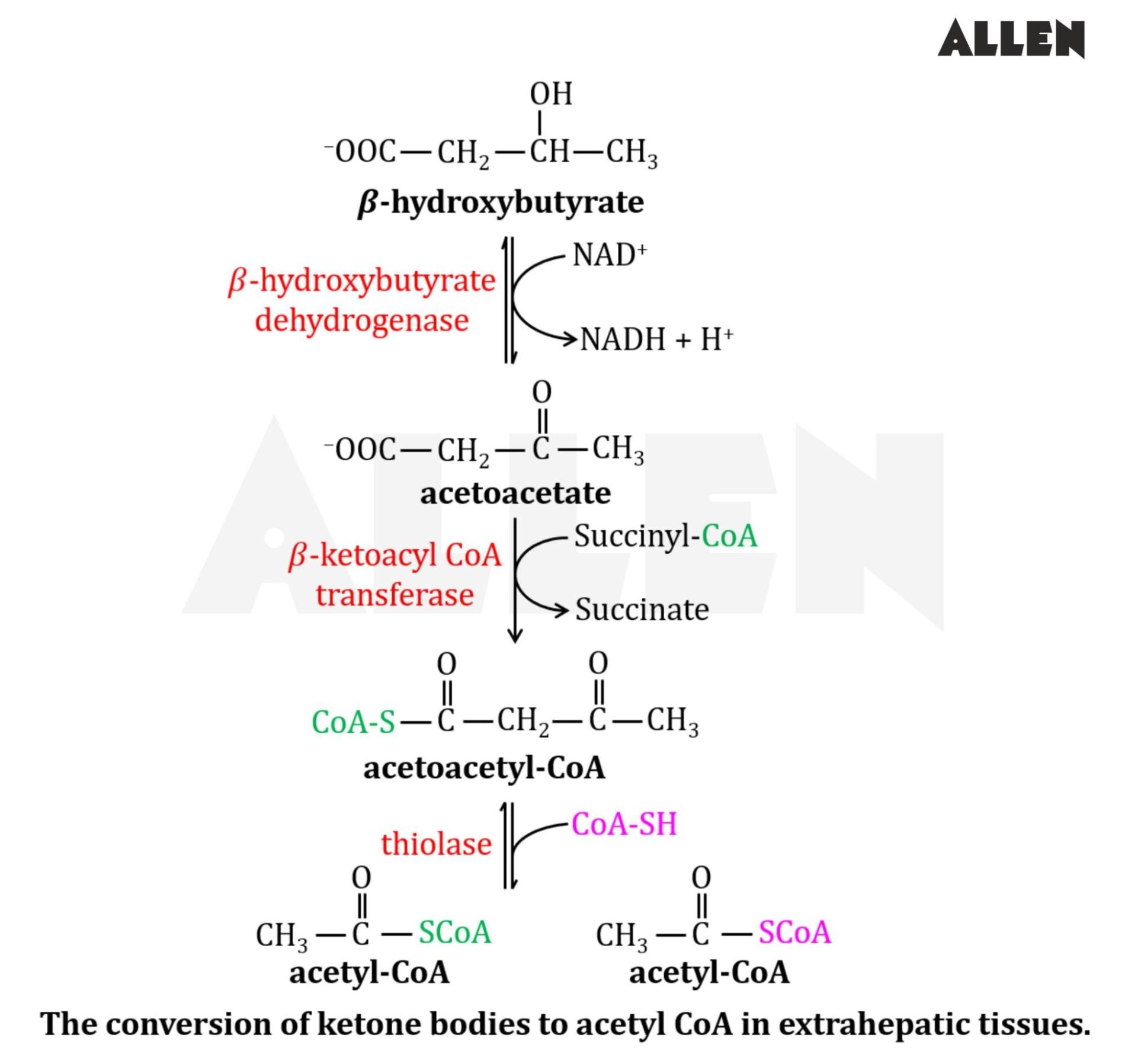 The conversion of ketone bodies to acetyl CoA in extrahepatic tissues