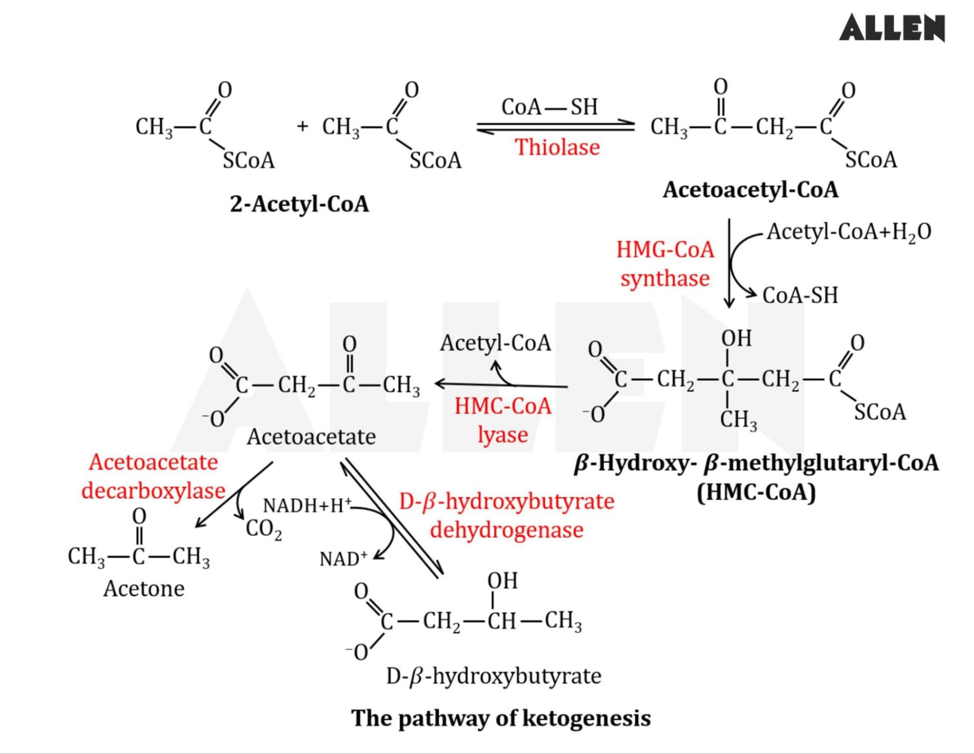 image showing the pathway of ketogenesis or synthesis of ketone bodies