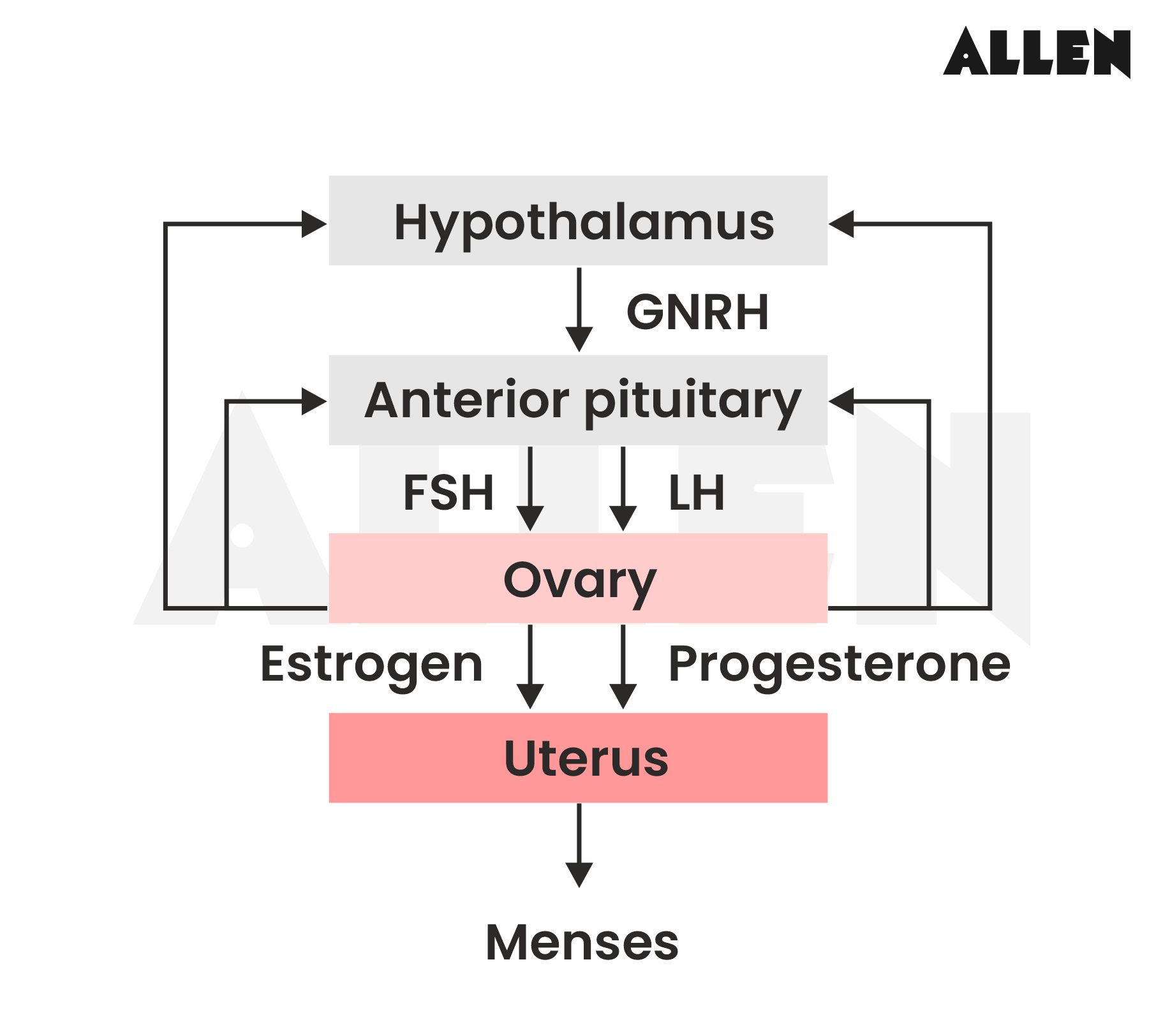 Mechanism of Lactational Ammenorrhea