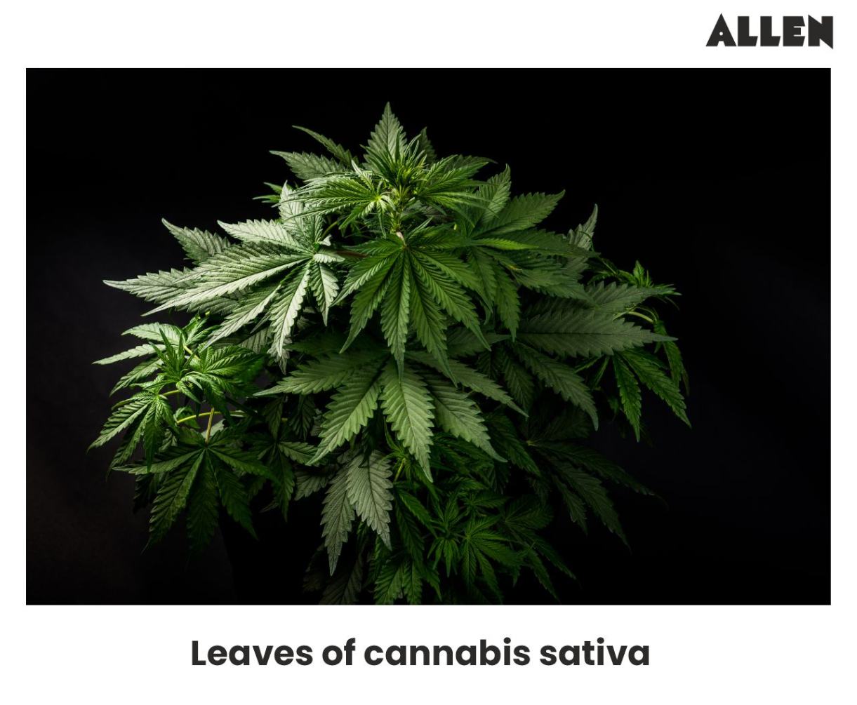 Image showing the leaves of Cannabis sativa