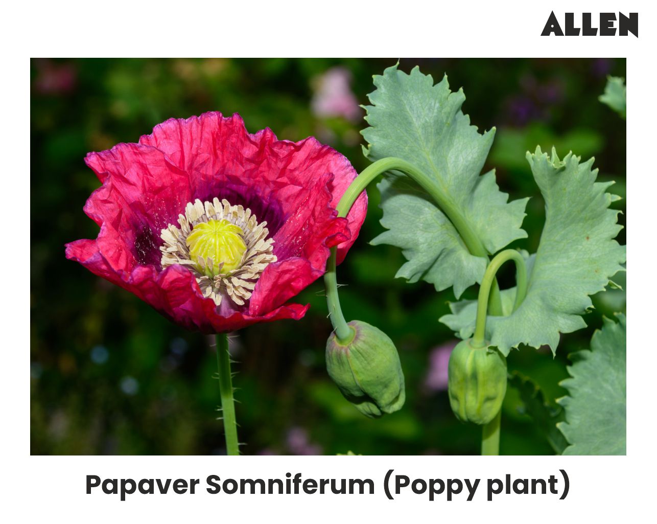 Image showing Papaver Somniferum