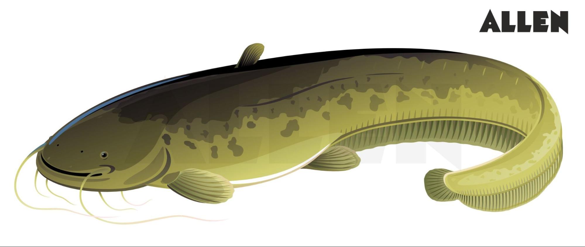 A fish belonging to the class Actinopterygii