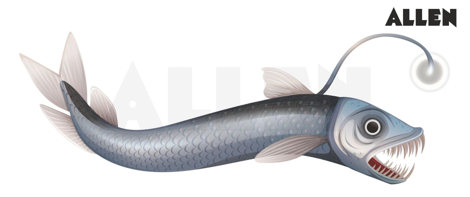 A fish belonging to the class Sarcopterygii