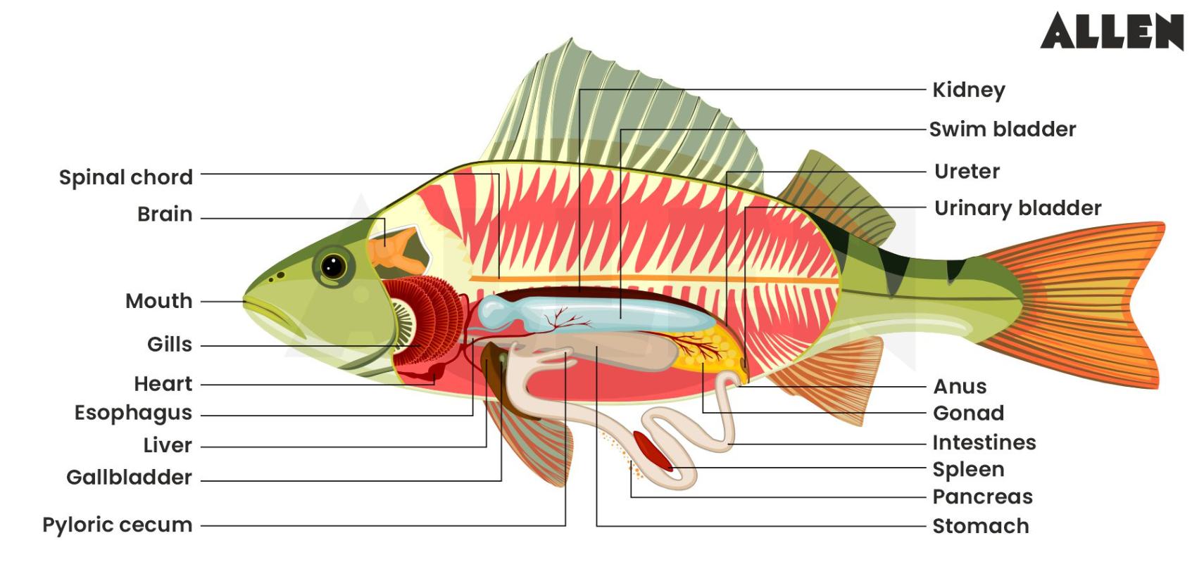 Anatomy of Osteichthyes