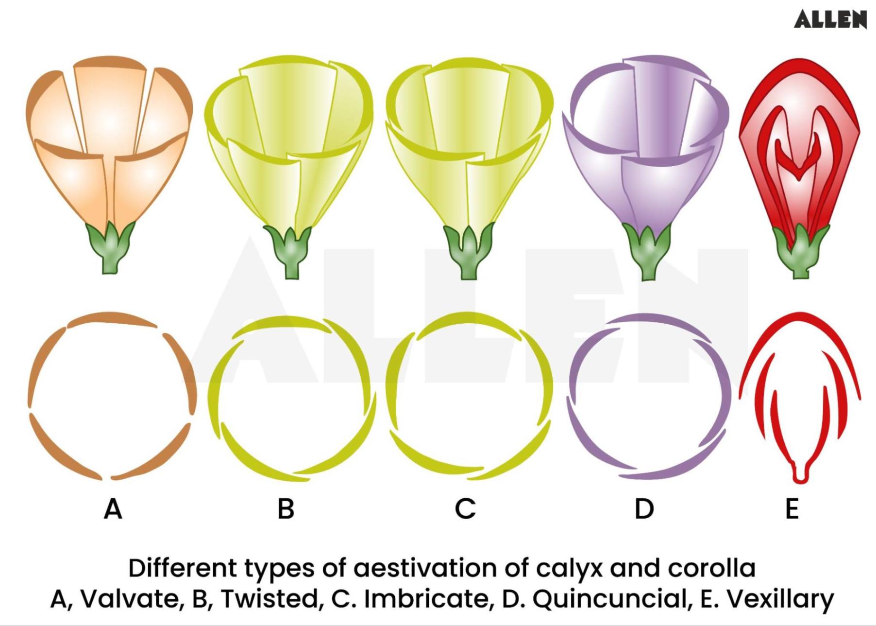 Different types of aestivation of calyx and corolla