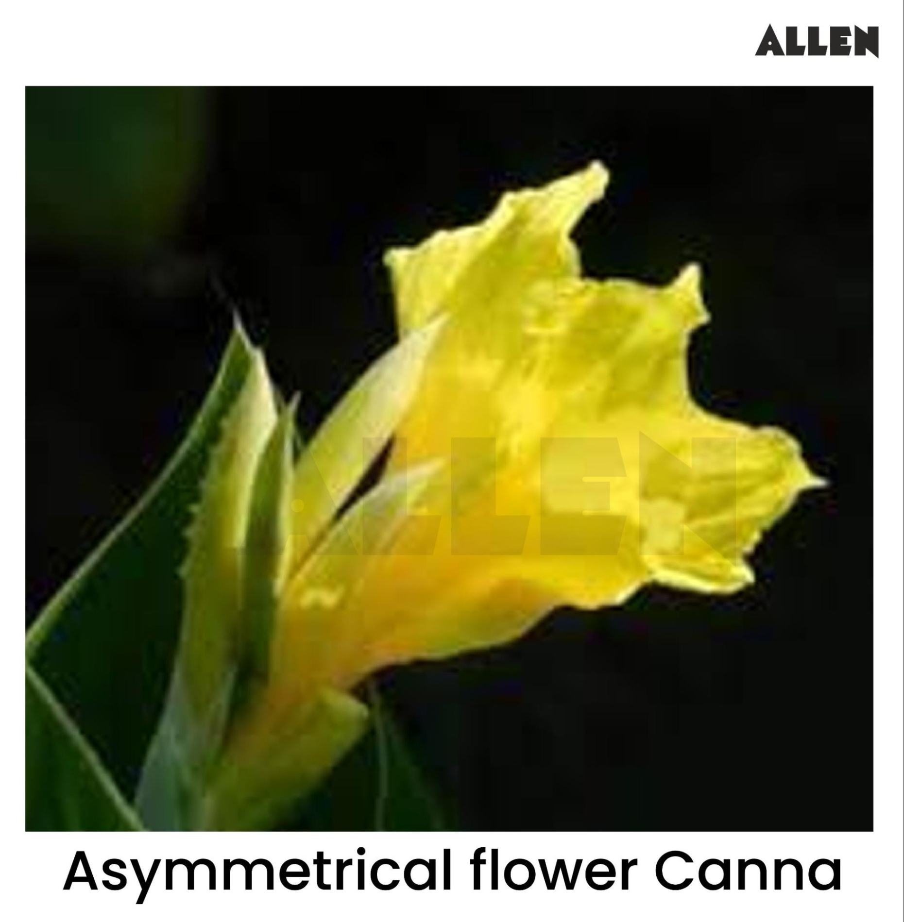 Image of an asymmetrical flower canna