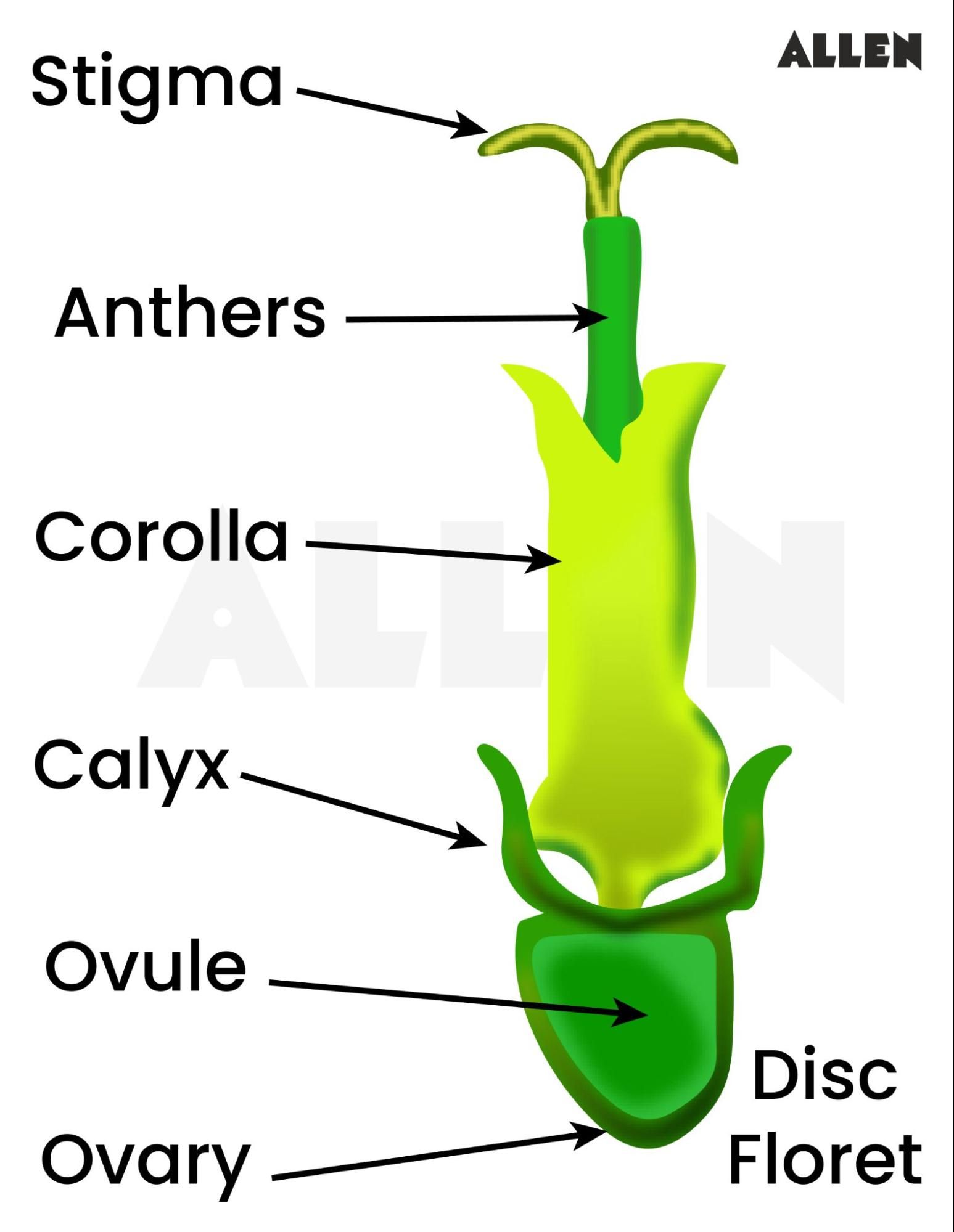 Tubular corollas in flowers