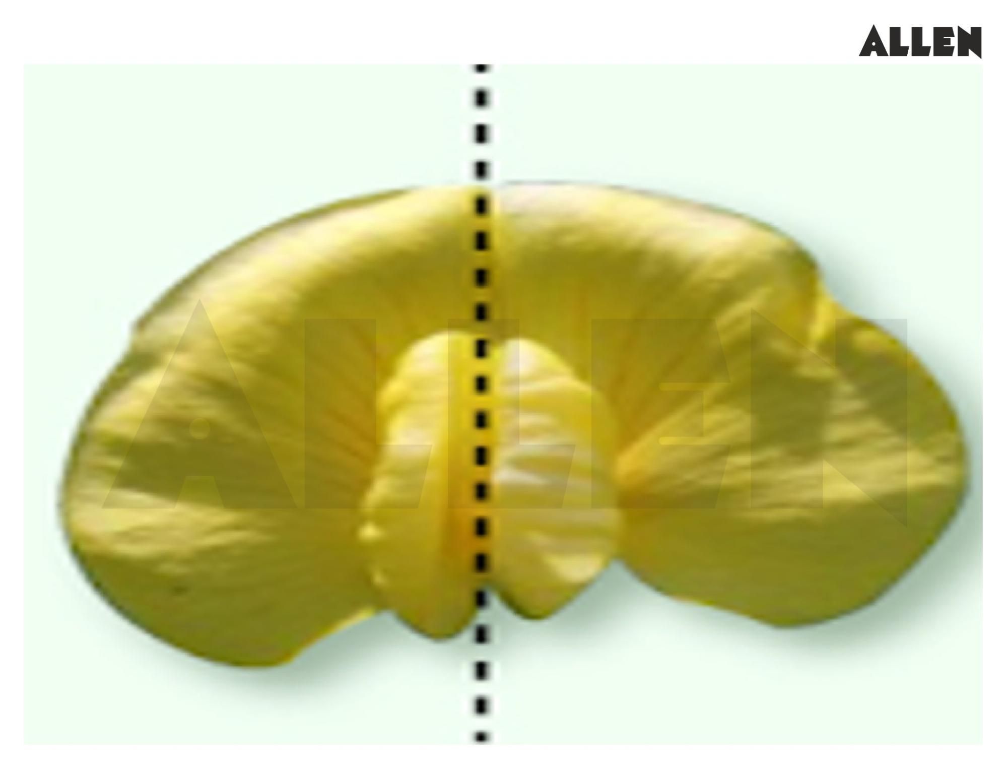 Flower exhibiting Zygomorphic corolla