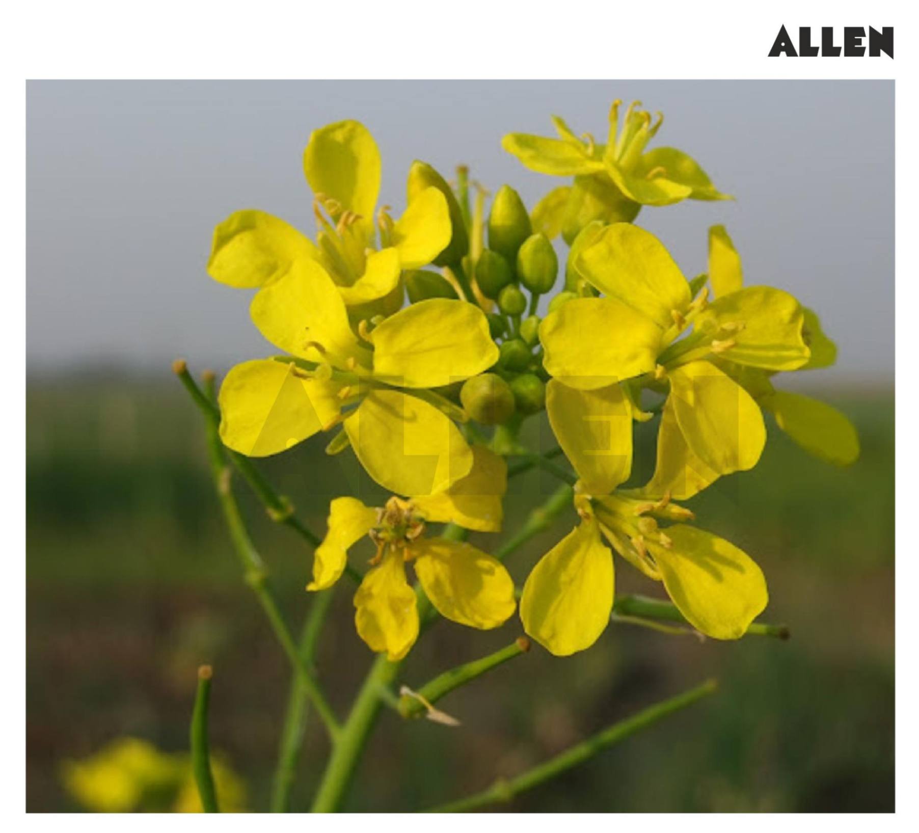Image of a flower exhibiting actinomorphic polypetalous or cruciform corolla