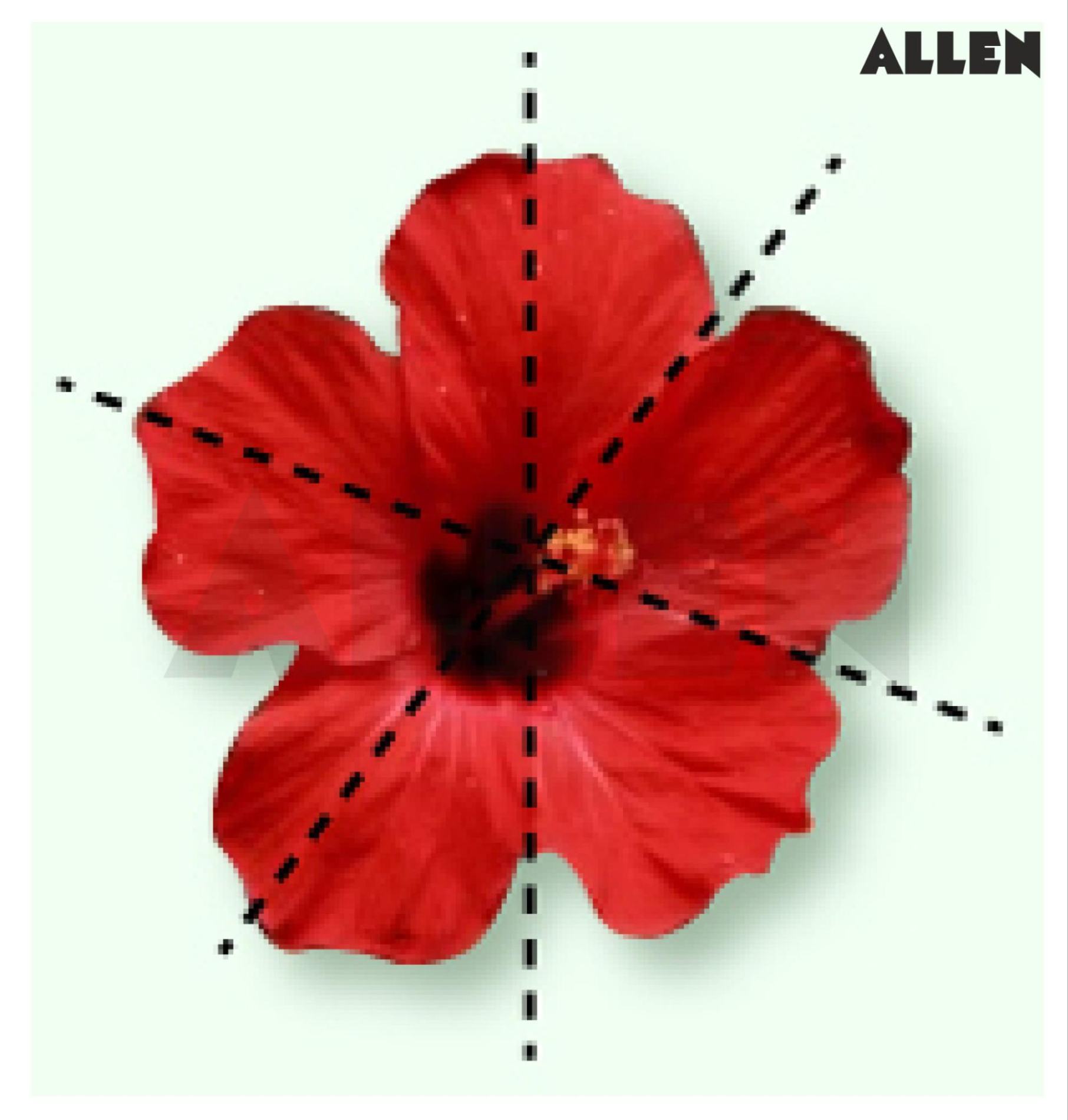 A flower showing the actinomorphic corolla