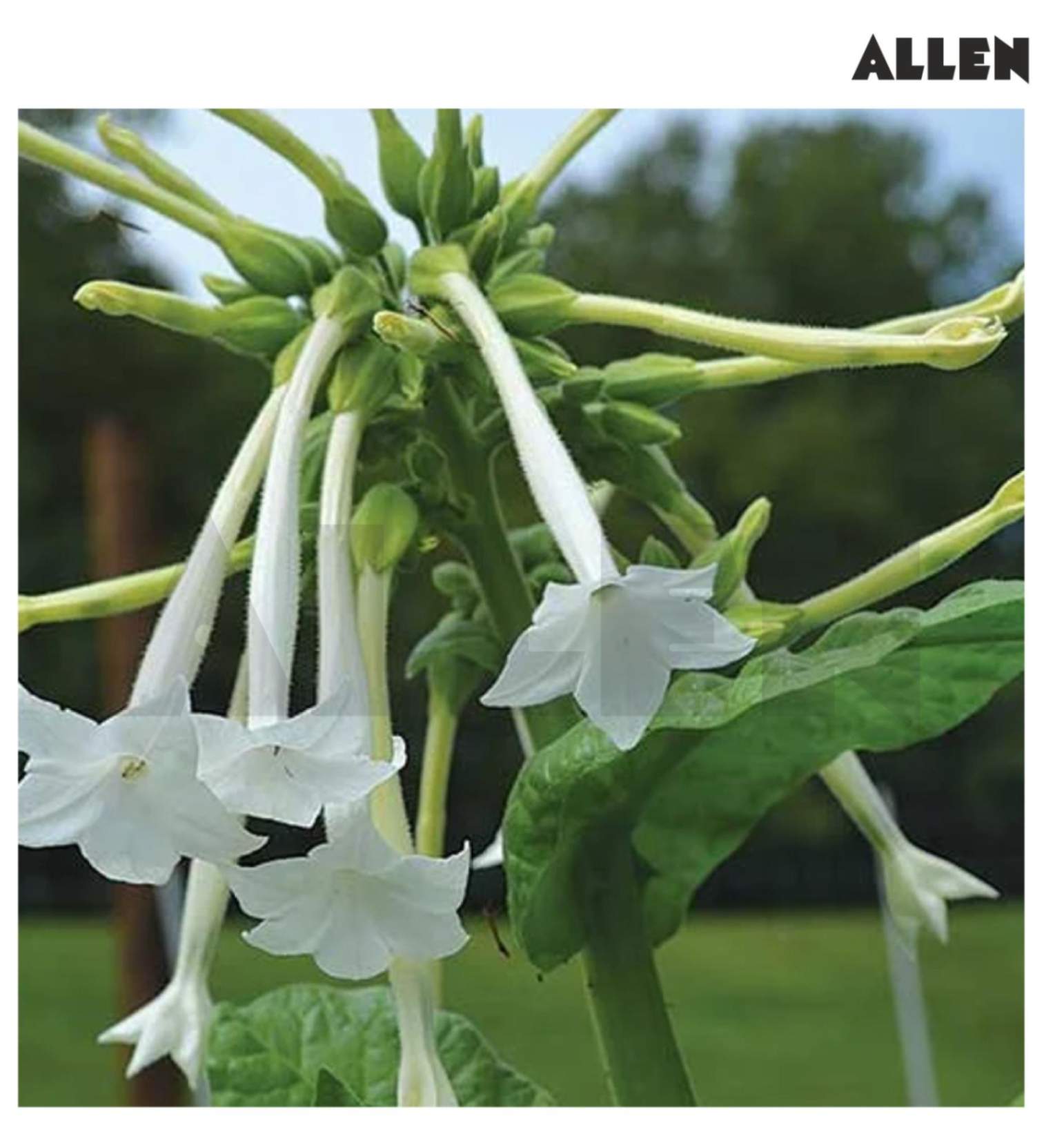 Flower exhibiting campanulate or bell shaped corolla