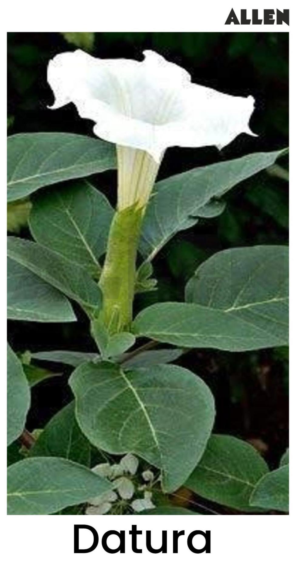 Datura flower exhibiting gamopetalous condition