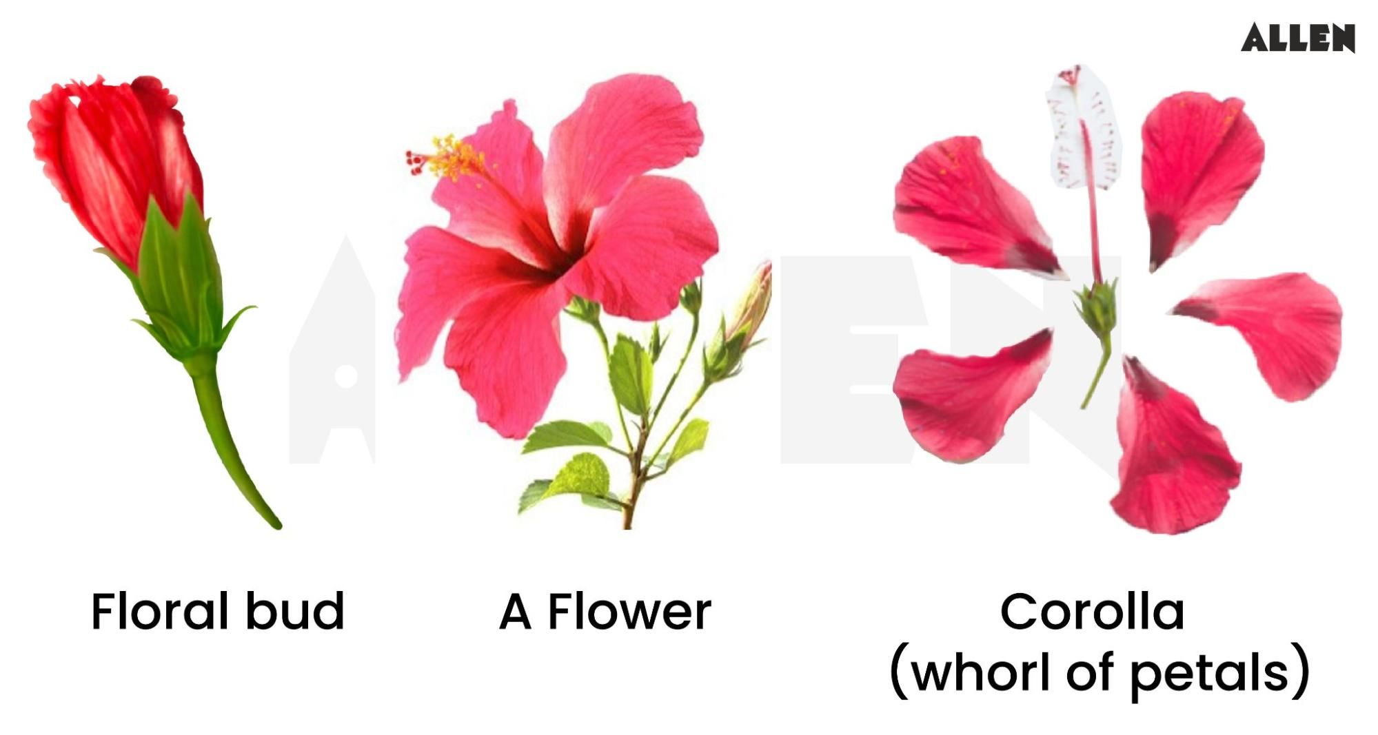 Image showing a floral bud, a flower and corolla