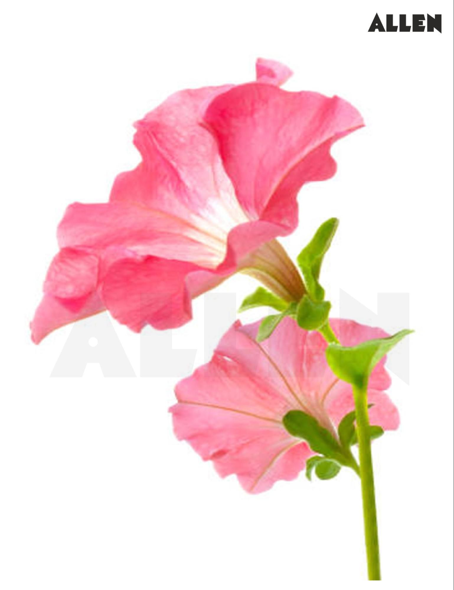 Infundibulum in a flower