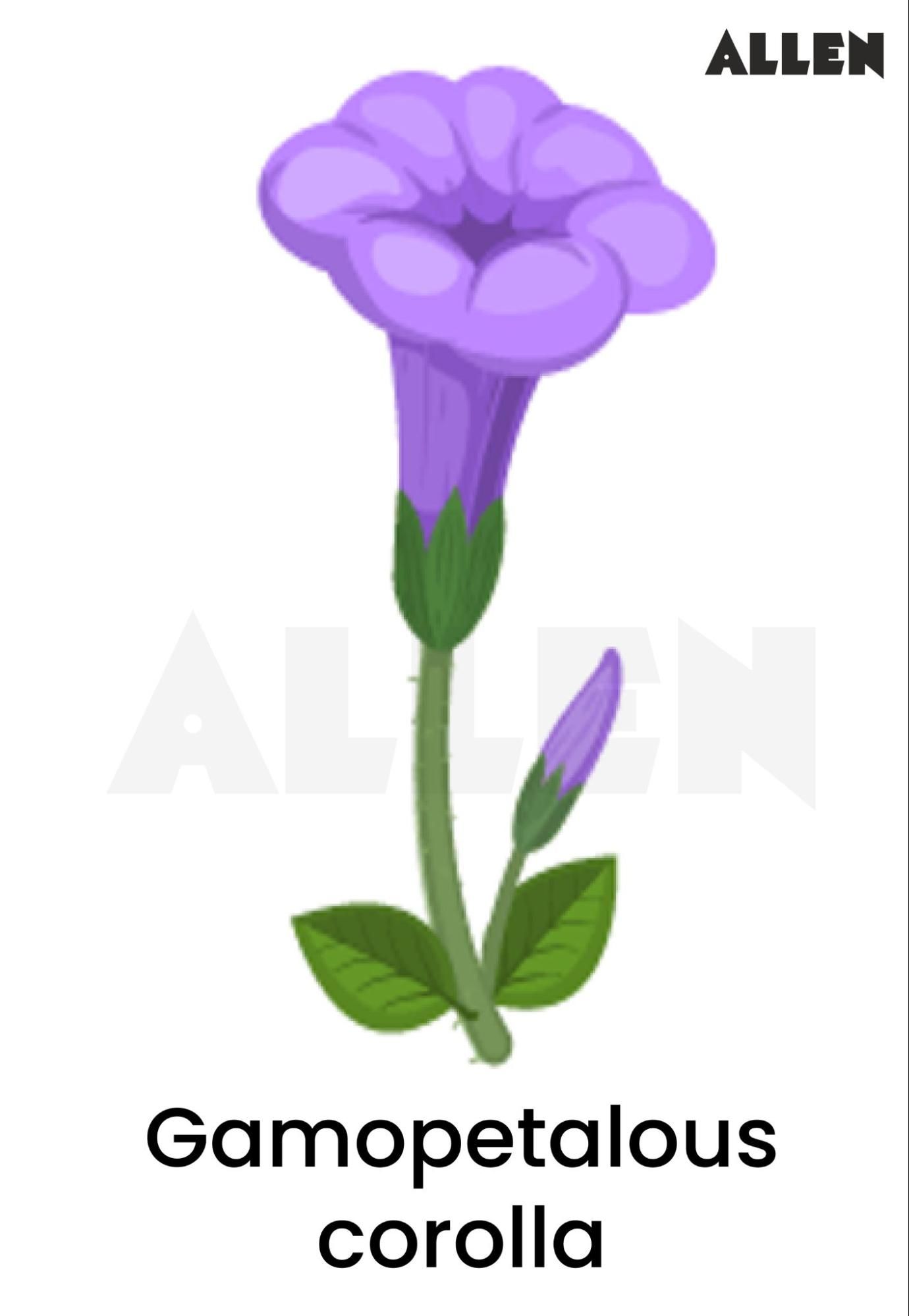 Image of a flower with gamopetalous corolla