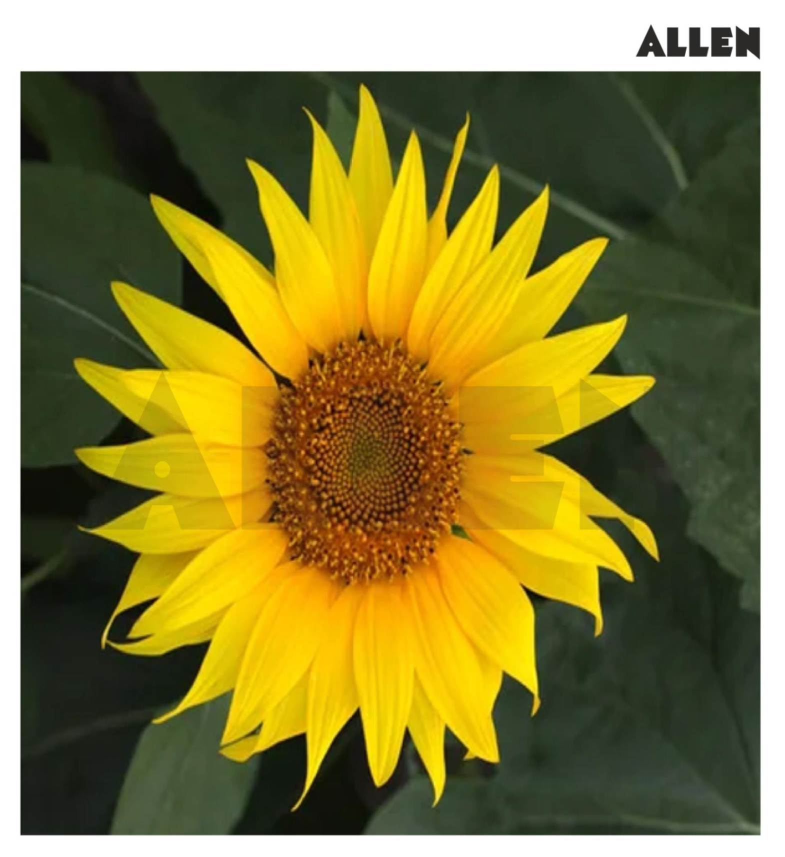 Sunflower exhibiting ligulate corolla