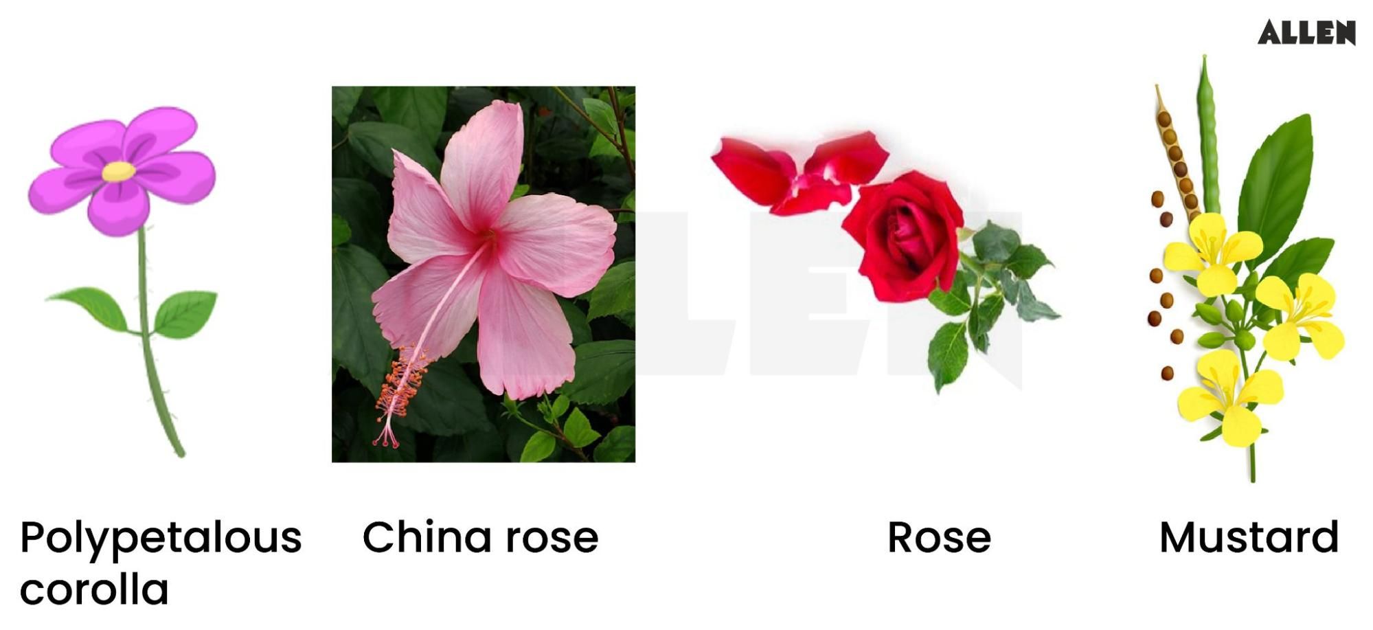 Examples showing polypetalous condition in flowers