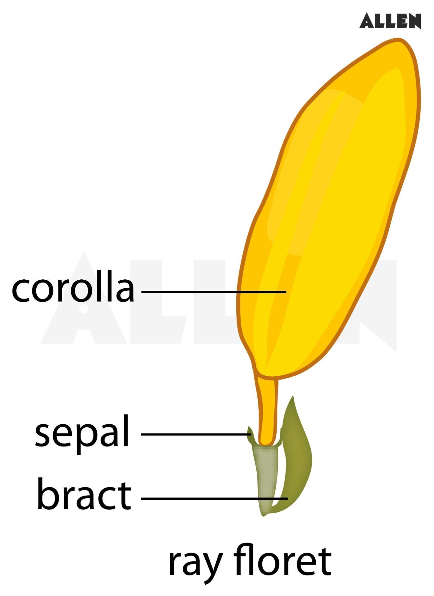 A ray floret of a sunflower