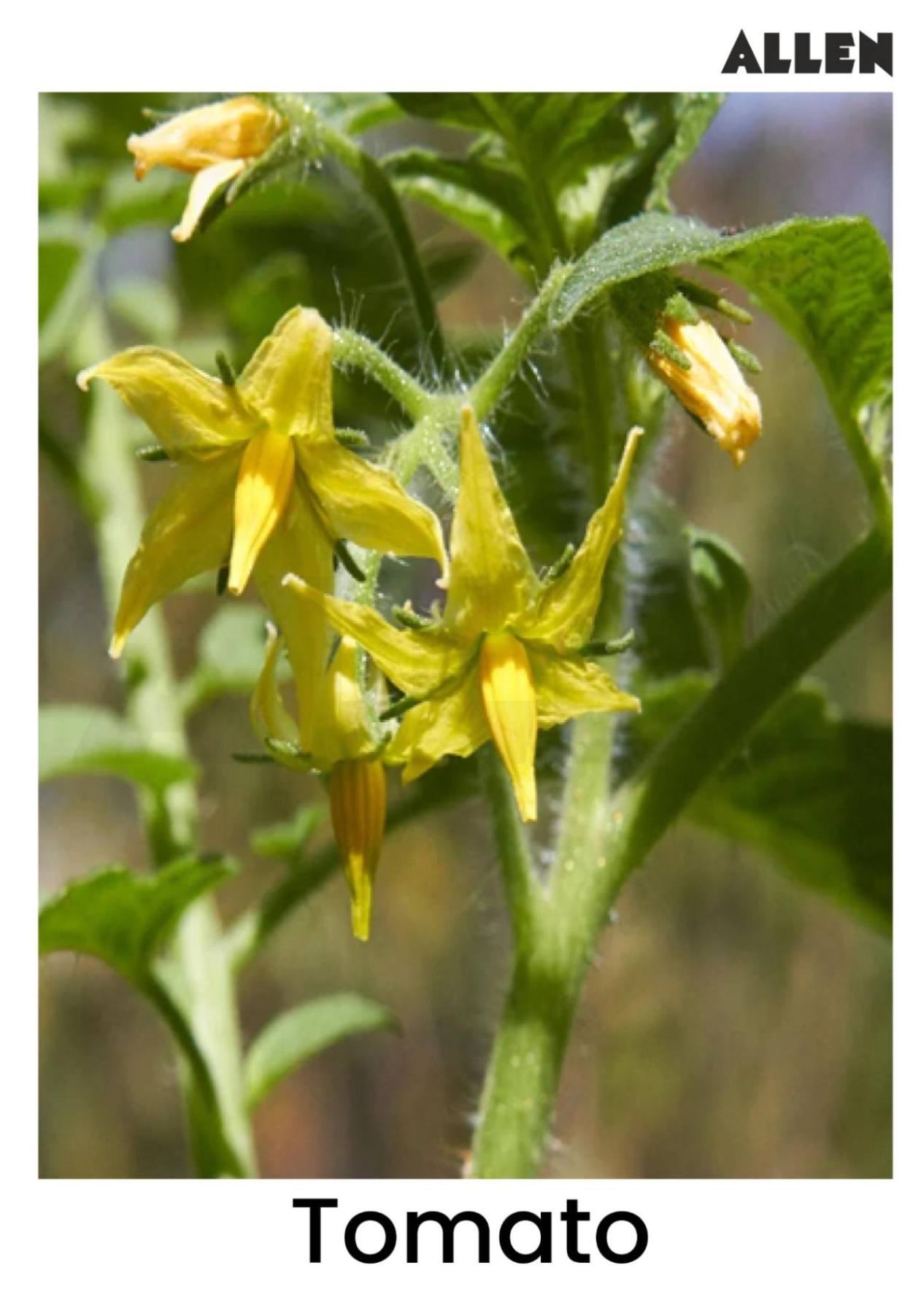 Flower of a tomato plant exhibiting the gamopetalous characteristic