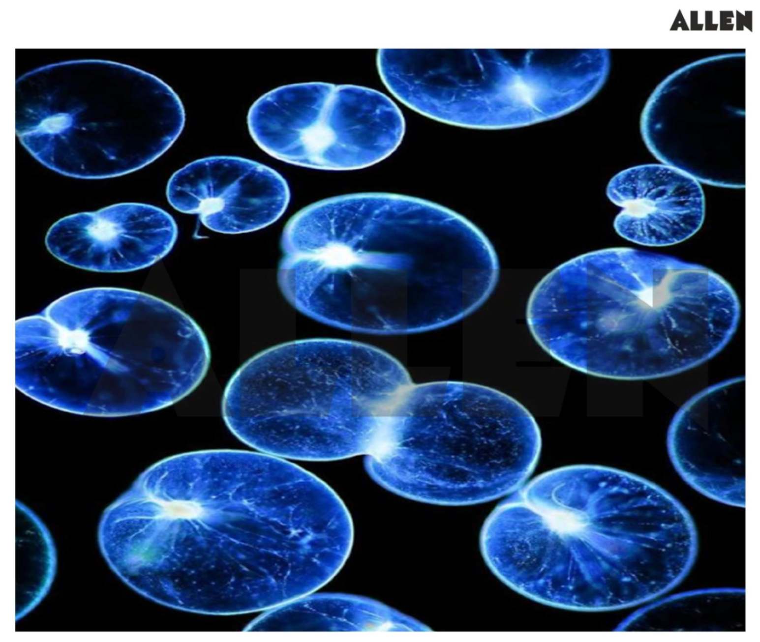 Dinoflagellates exhibiting bioluminescence