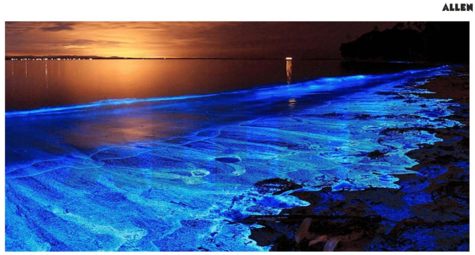 Blue Tides by Dinoflagellates