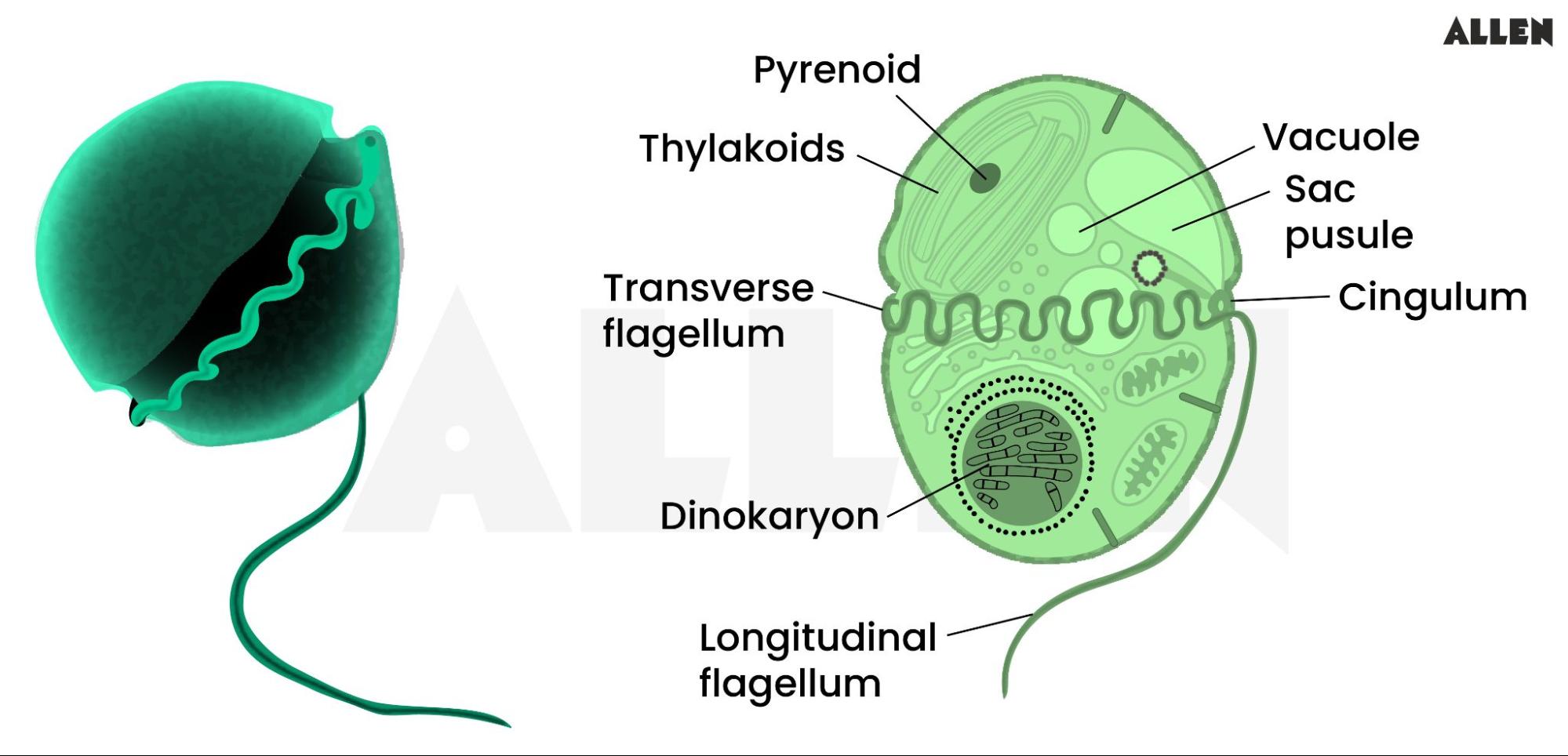 Anatomy of dinoflagellates