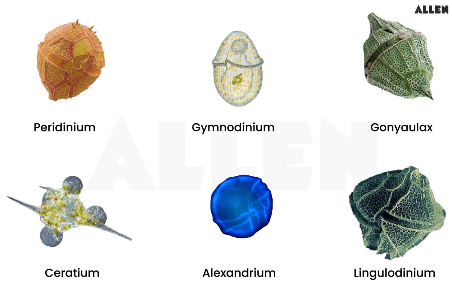 Examples of Dinoflagellates