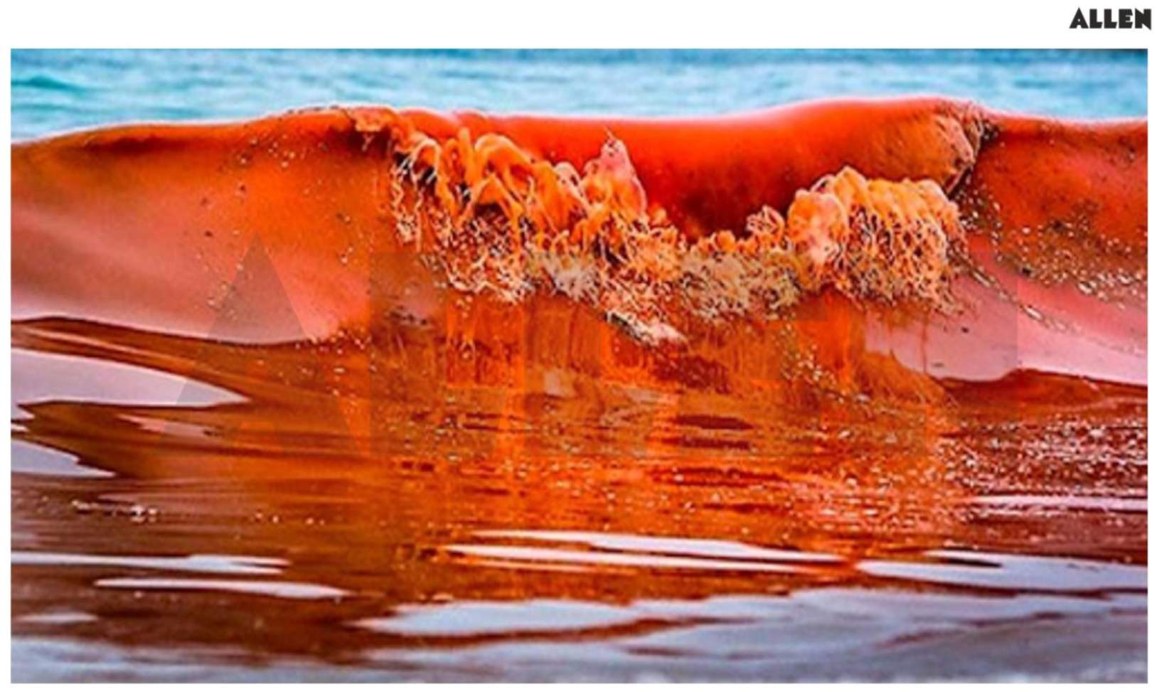 Red Tides by Dinoflagellates