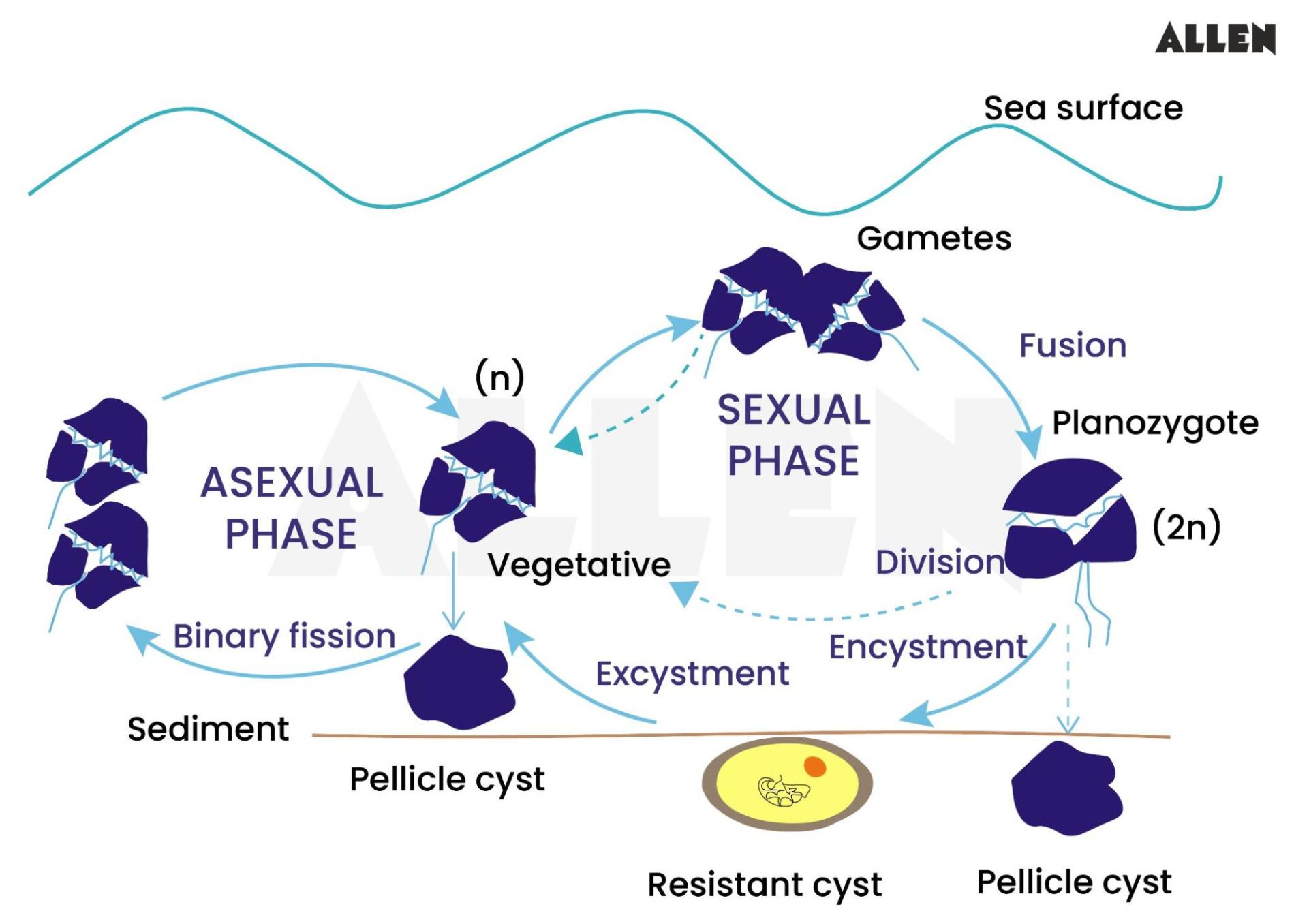 Asexual Reproduction of dinoflagellates