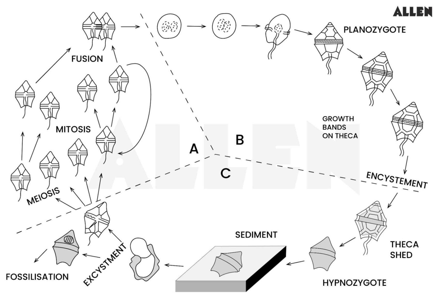 Sexual reproduction in Dinoflgellates
