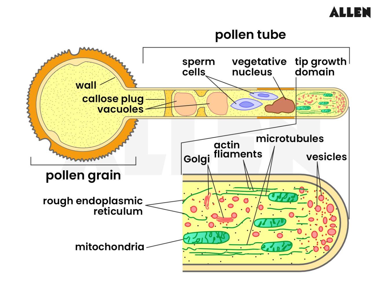 Formation of Pollen Tube