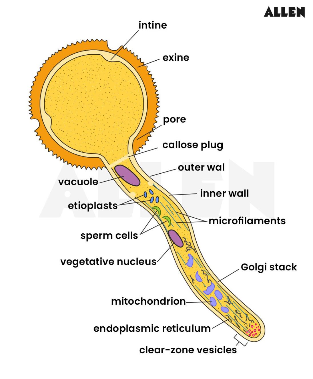 Anatomy of  a pollen tube