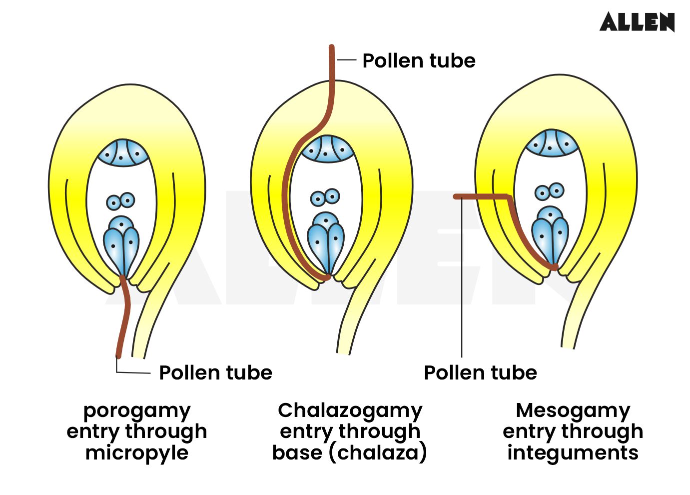 Image showing porogamy, chalazogamy and mesogamy