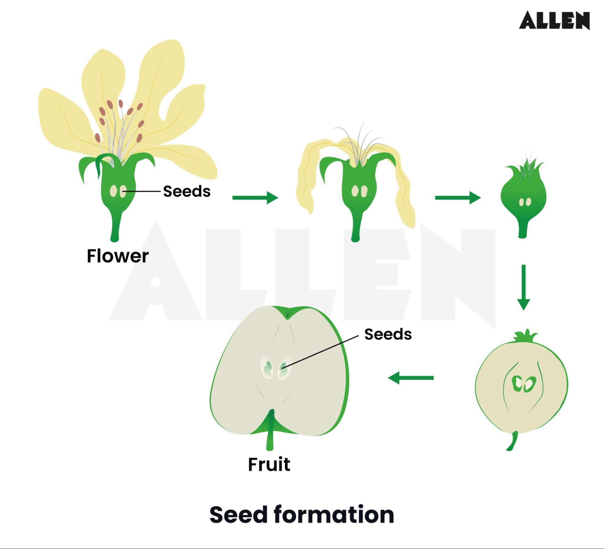 Formation of seed in a fruit