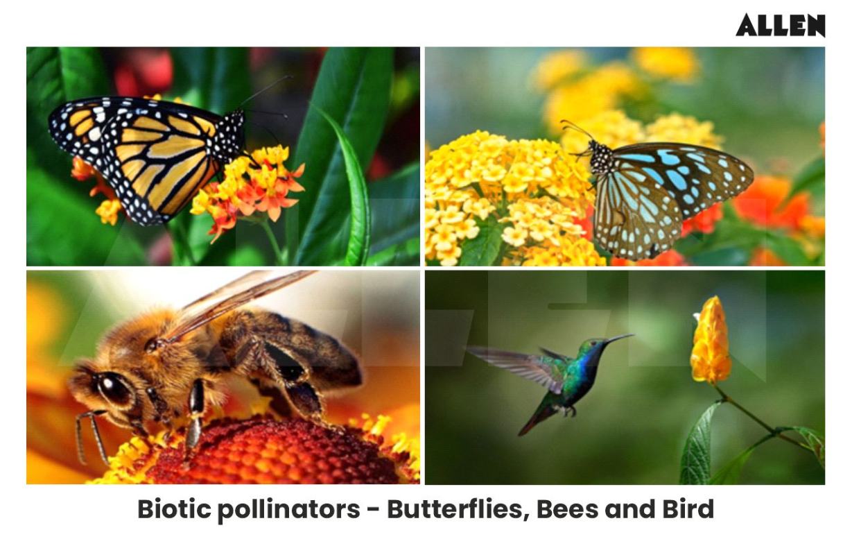 Example of bees, butterflies ad bird as Biotic pollinators
