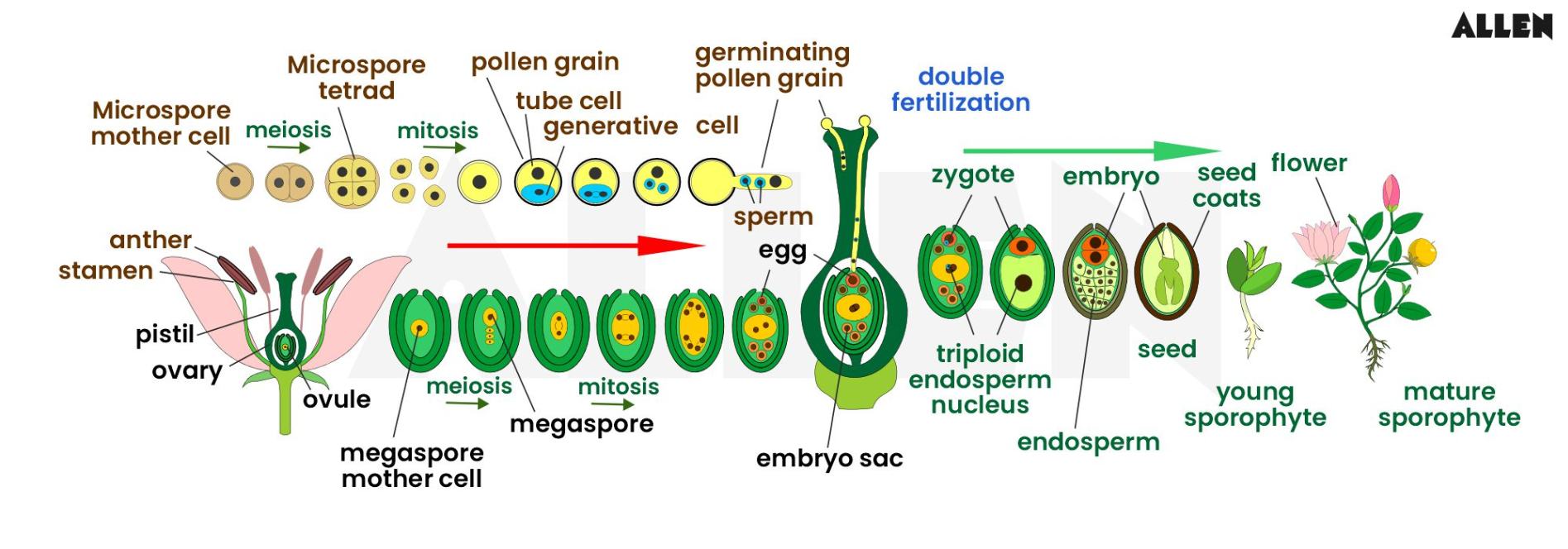 Double fertilization