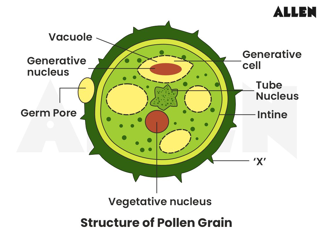 Structure of a pollen grain