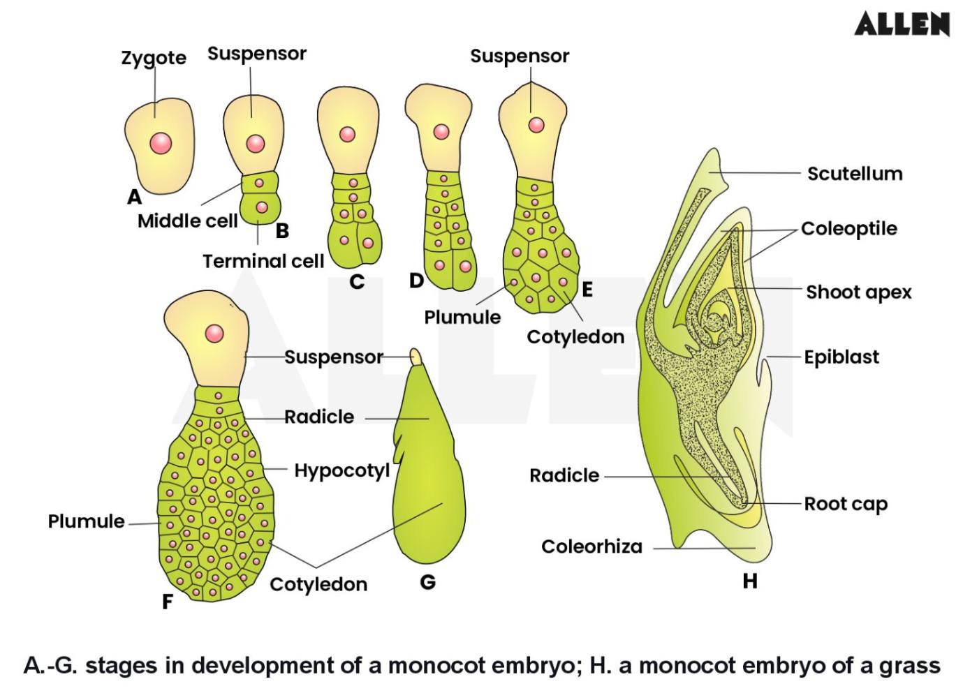 Embryogeny in a monocotelydon