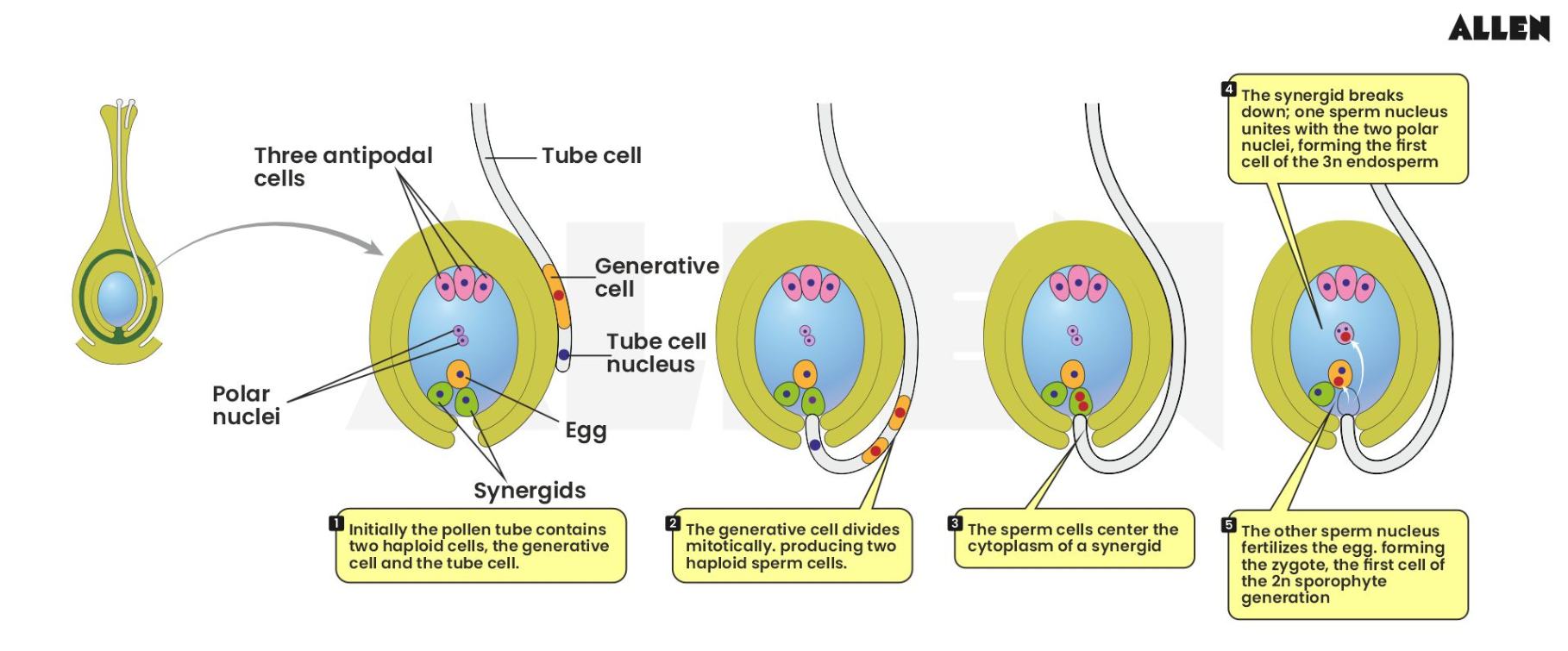 Fertilization of gametes with the egg in double fertilization