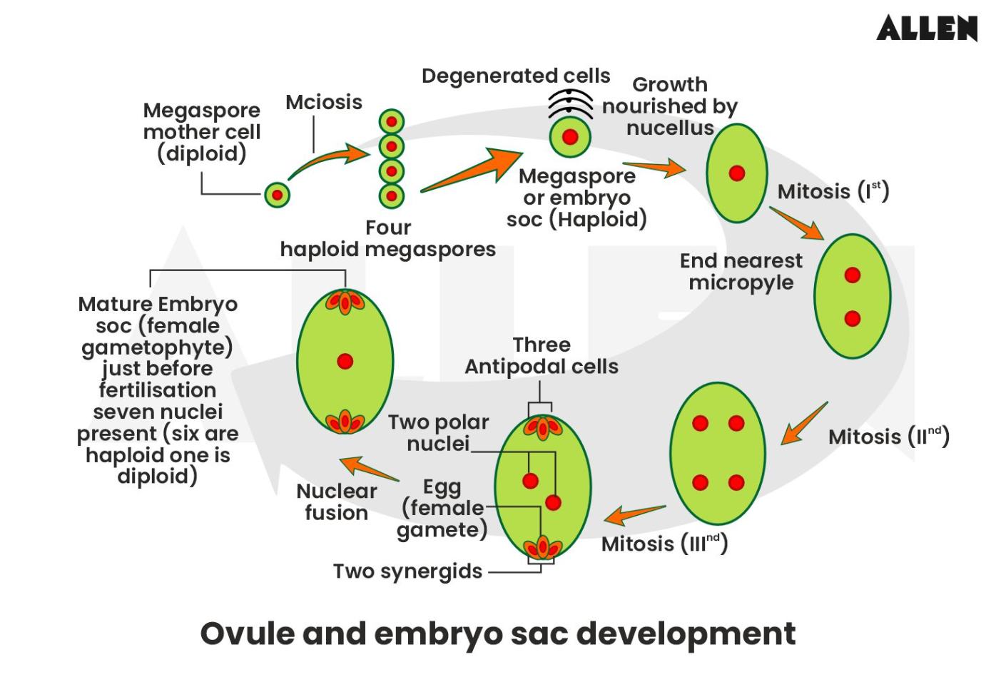 Image showing the development of ovule and embryo sac