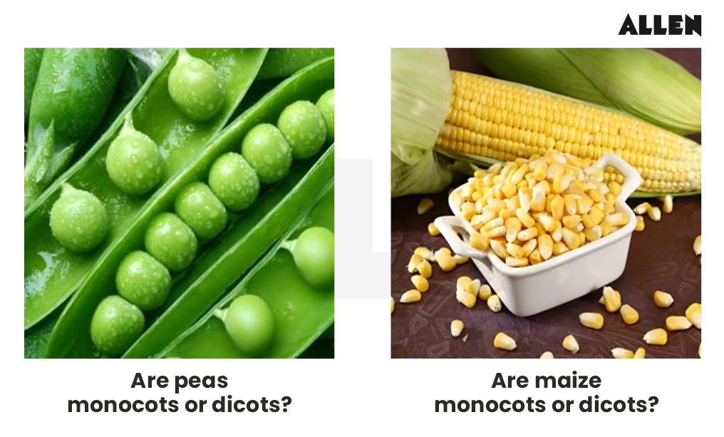 Peas and Maize