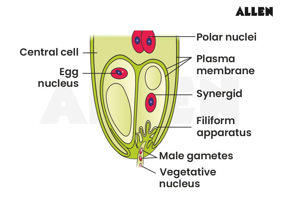 Entry of gamates into the tubule