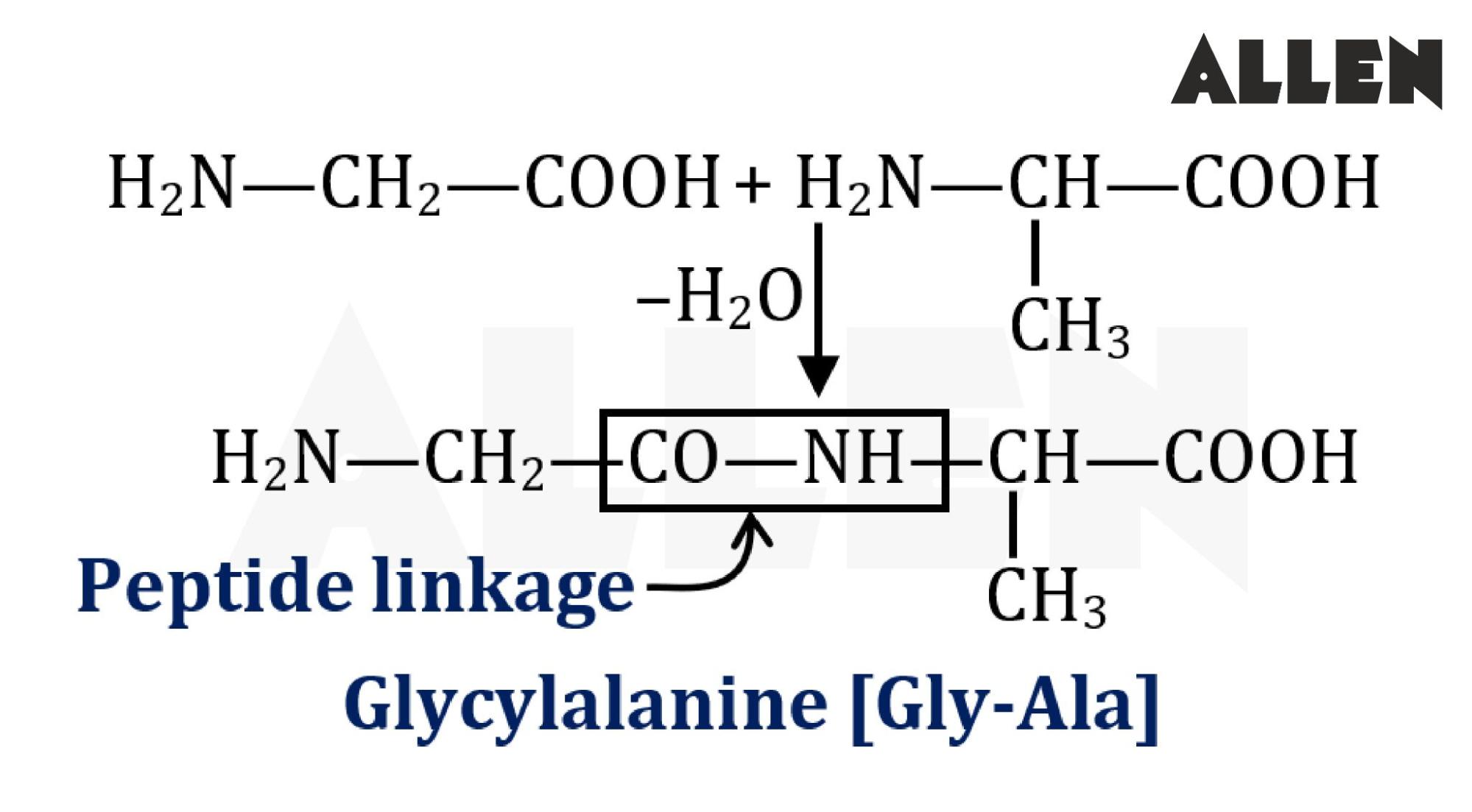 Peptide Linkage in Glycylalanine