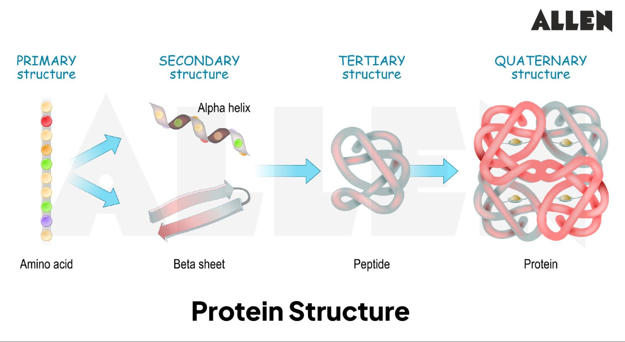 Structure of Protein