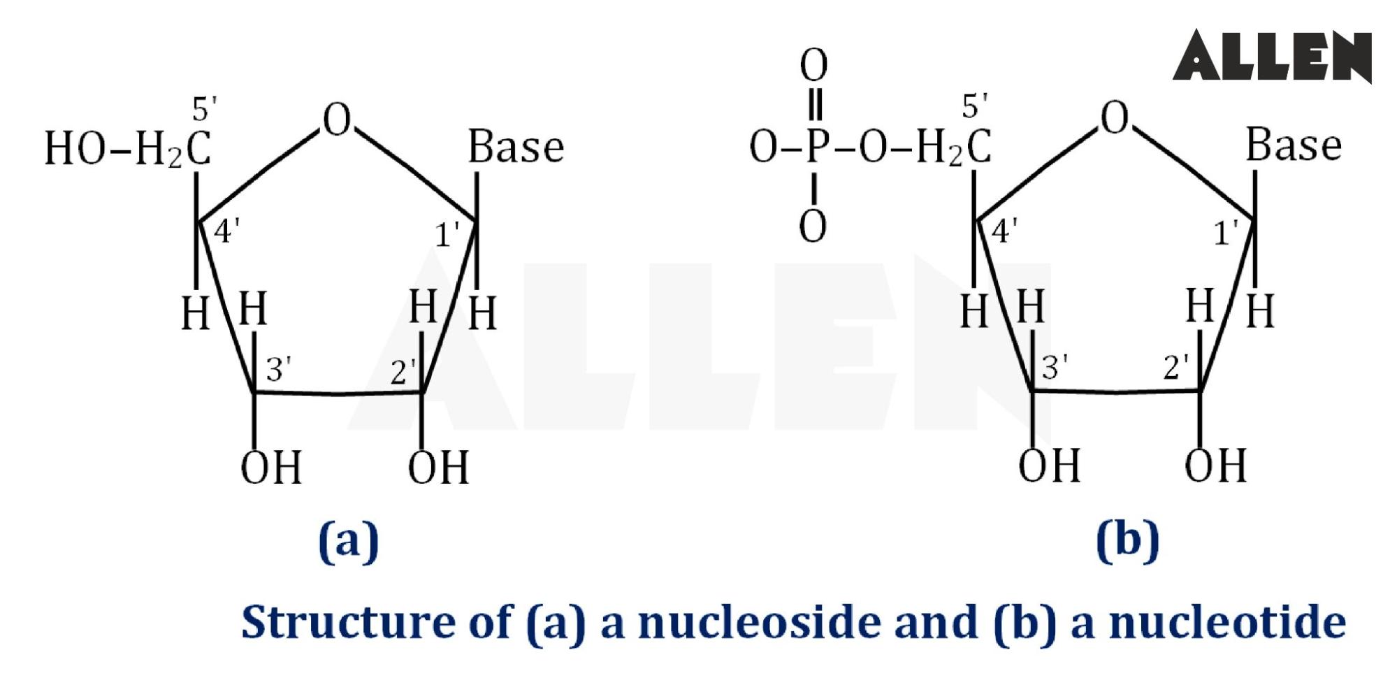 Structure of Nucleoside and Nucleotide