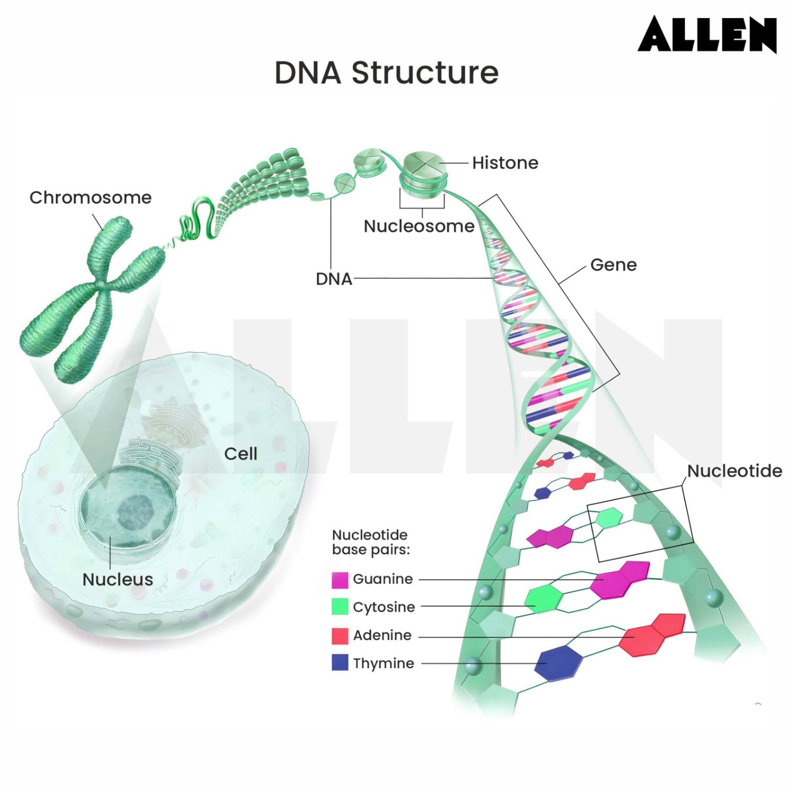 DNA Structure