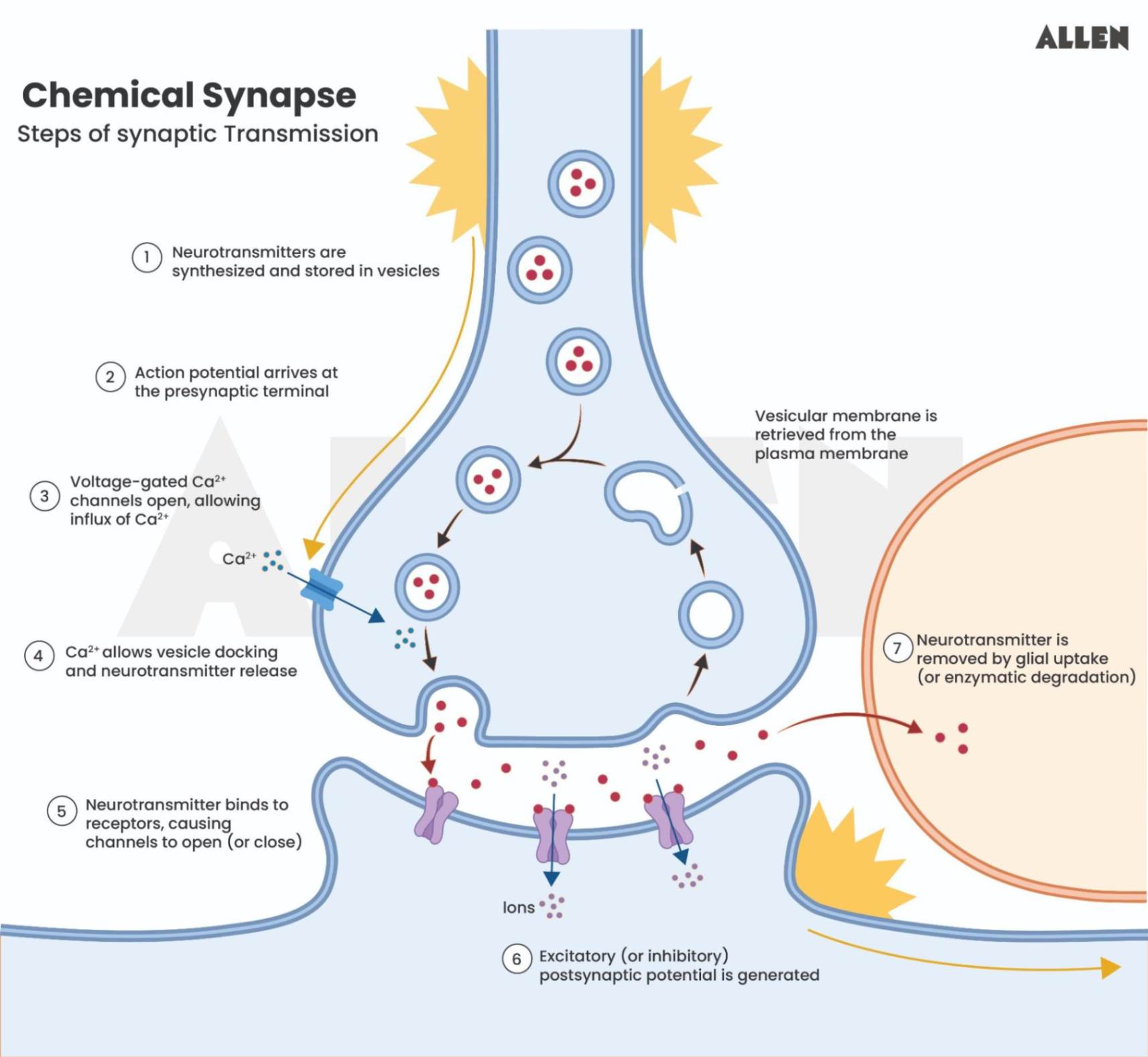 Mechanism in a chemical synapse
